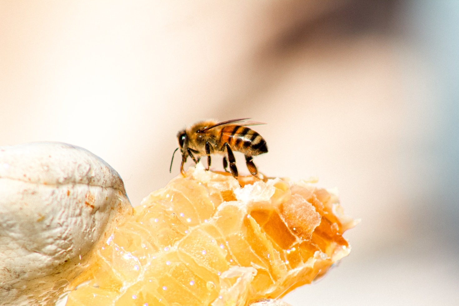 5 Incredible Uses for Beeswax in Your Home