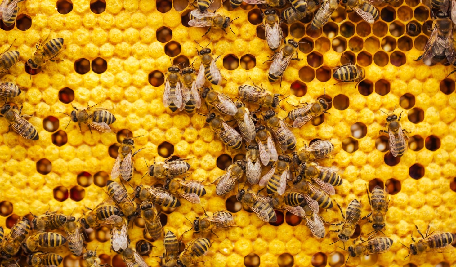 The Eco-Friendly Benefits of Beeswax Explained