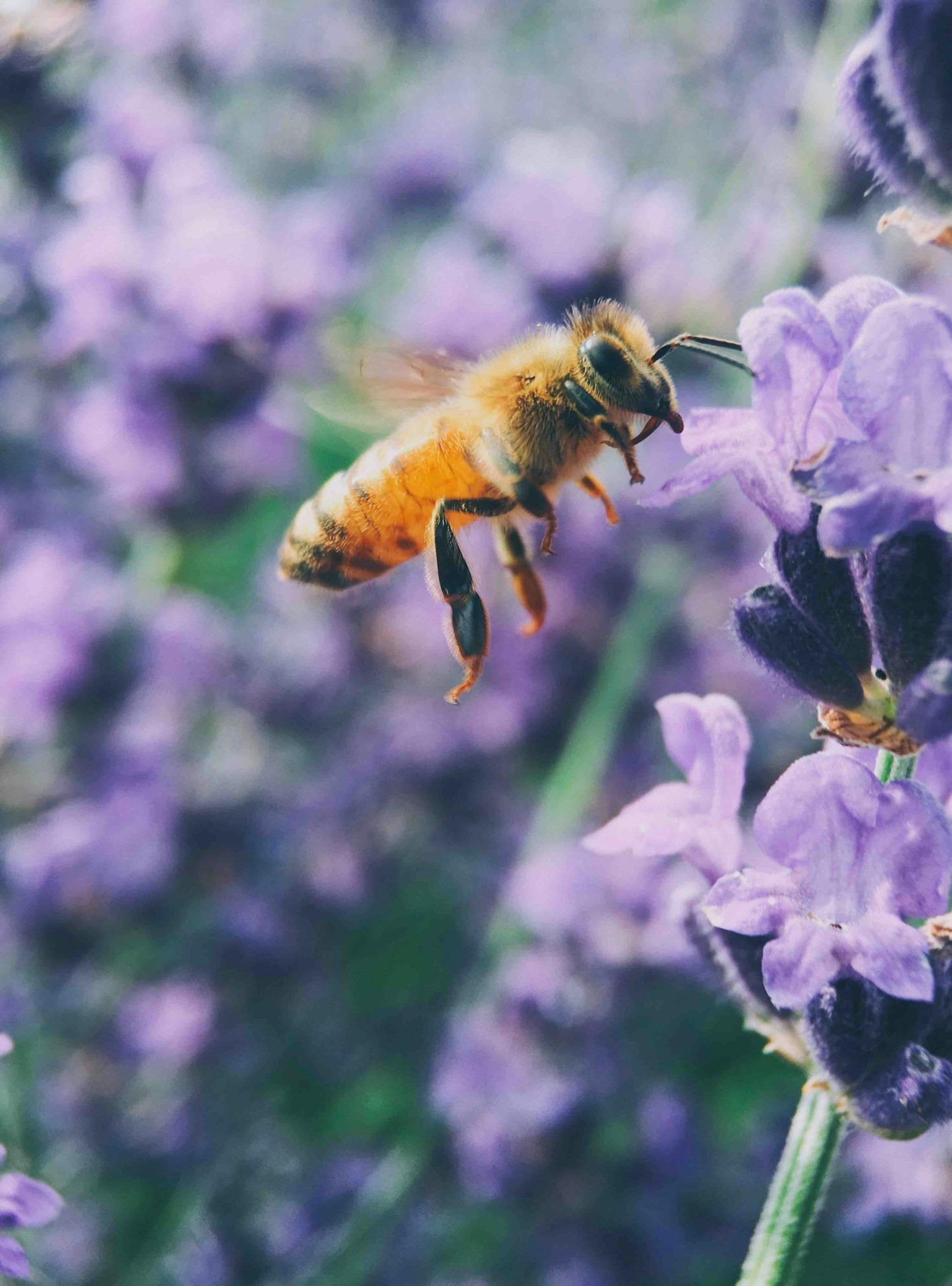 DIY Beeswax Projects to Try This Weekend
