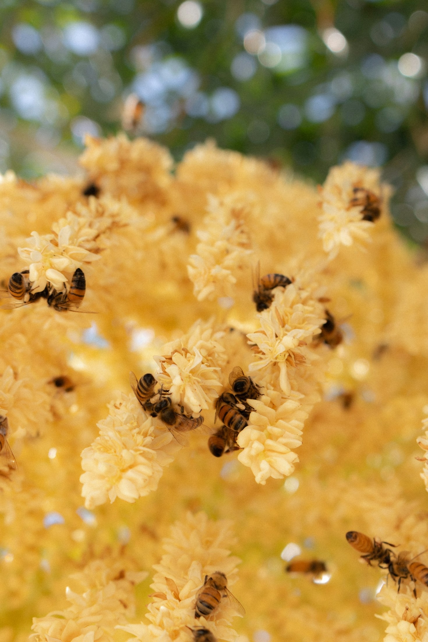 Understanding Beeswax: Nature’s Versatile Gift