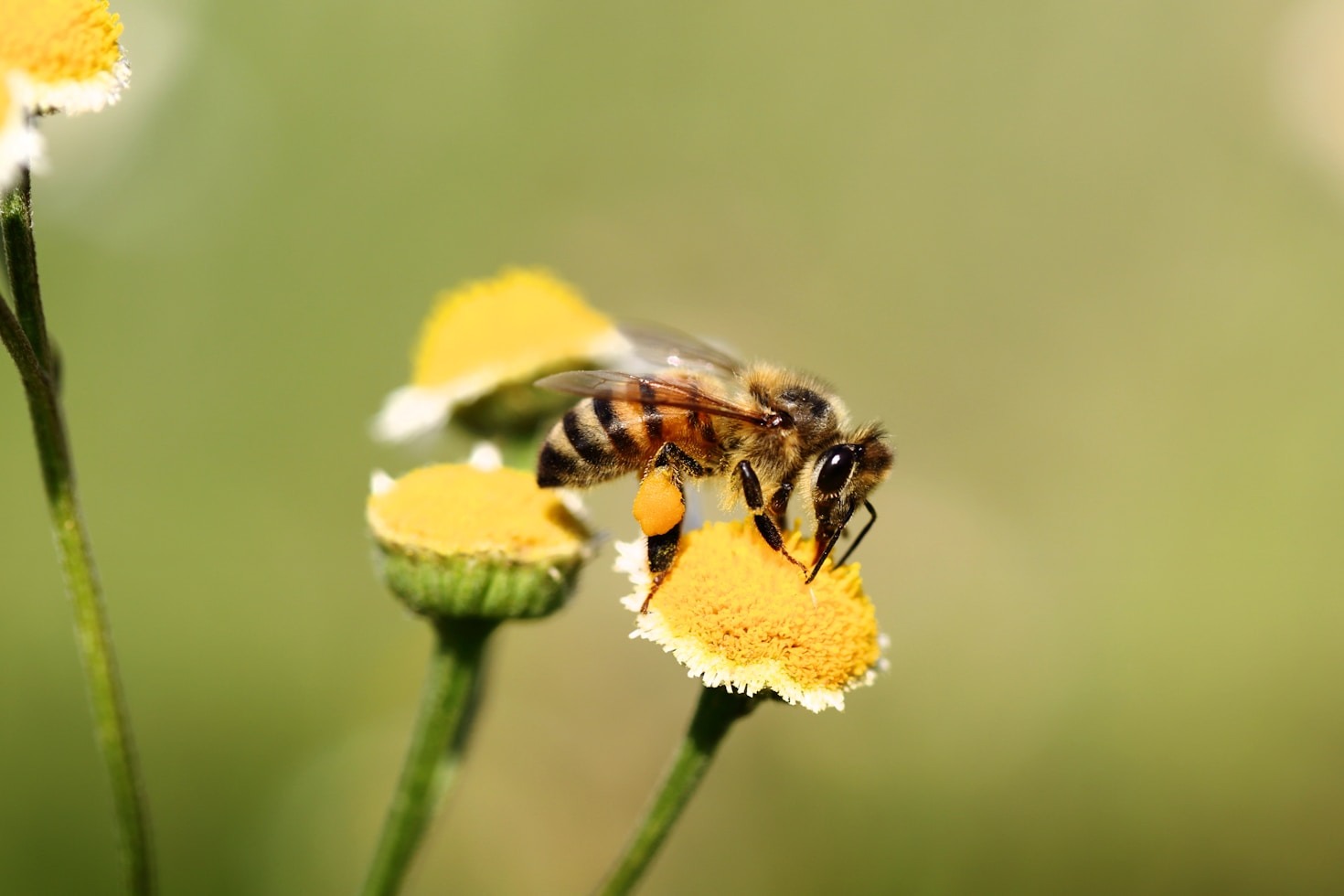 How Beeswax Supports Sustainable Living Practices